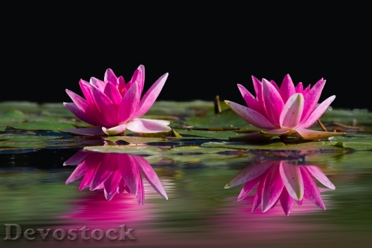 Devostock Water Lilies Pink Water Lake 4631 4K.jpeg