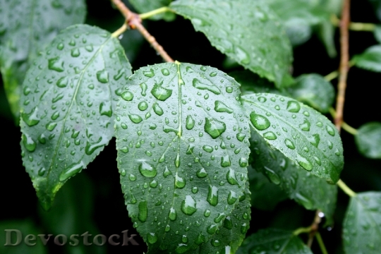 Devostock Waterdrops Water Drops Rain