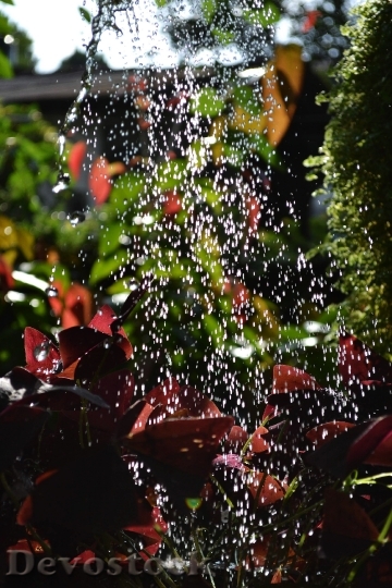 Devostock Watering Water Drops Plants