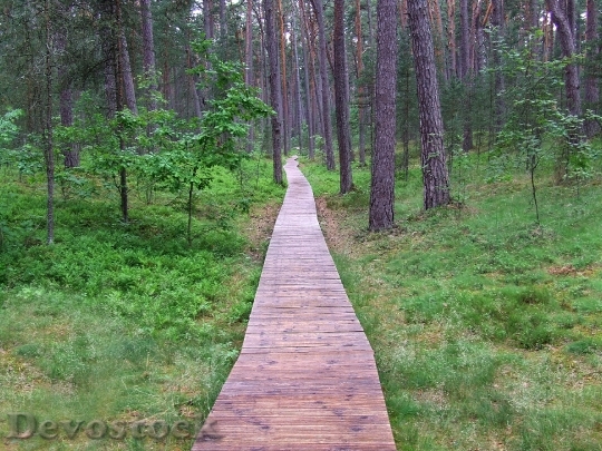 Devostock Way Wood Trees Nature