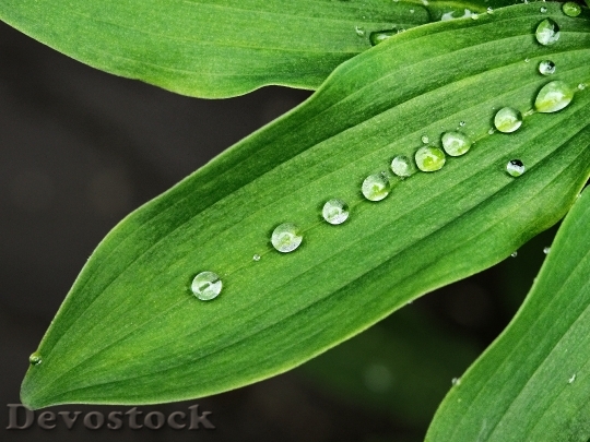 Devostock Wet Leaf Droplets Drops