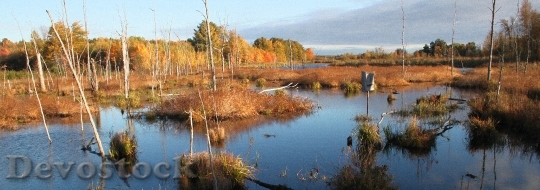 Devostock Wetland At Missisquoi National