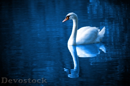 Devostock White Swans On Lake
