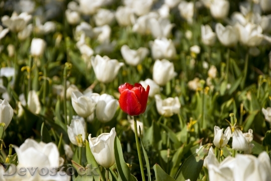 Devostock White Tulips Bahcesi 1279731