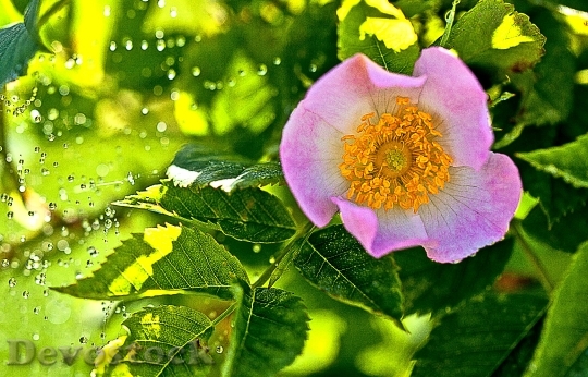 Devostock Wild Rose Field Rose