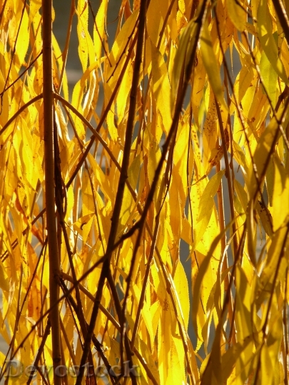 Devostock Willow Leaves Leaves Silver 1