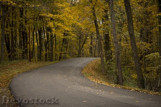 Devostock Winding Road By Trees