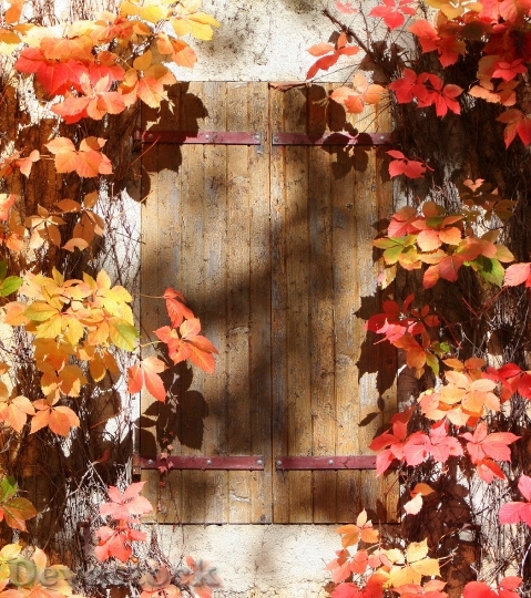 Devostock Window Shutter Autumn Leaves