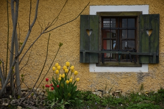 Devostock Window Tulips Flowers Spring