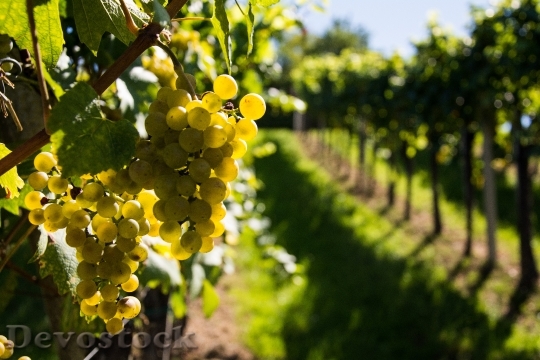 Devostock Wine Grapes Gold Vine
