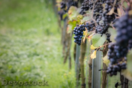 Devostock Wine Grapes Pinot Noir