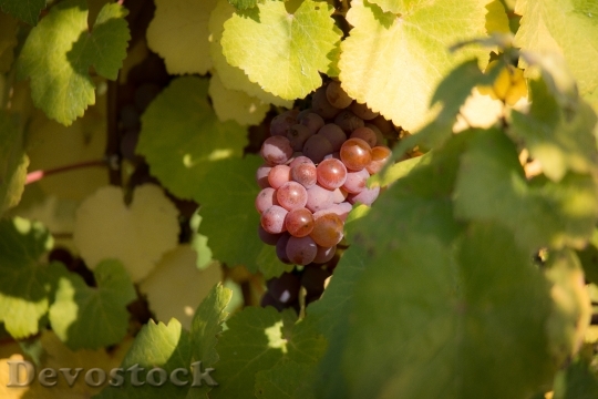Devostock Wine Grapes Vine Leaf