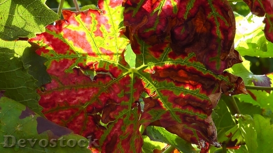Devostock Wine Leaf Plant Wine
