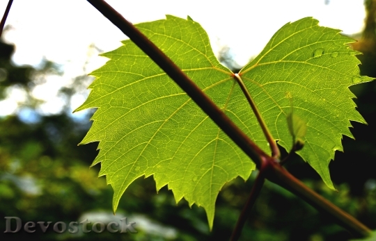 Devostock Wine Leaf Ranke Plant