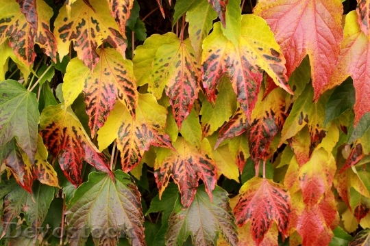 Devostock Wine Leaves Autumn Colorful