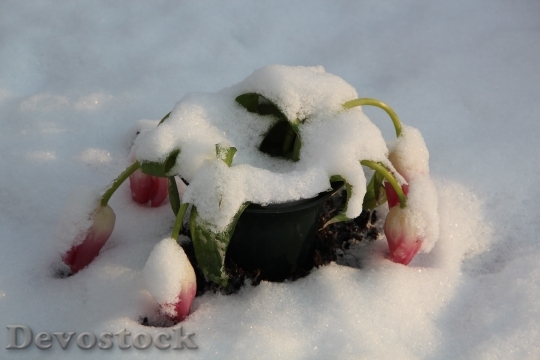 Devostock Winter Cemetery Snow Nature 0