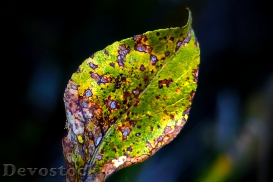 Devostock Withered Leaf Colorful Autumn