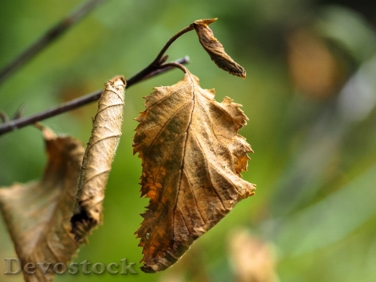 Devostock Withered Leaves Dry Brown