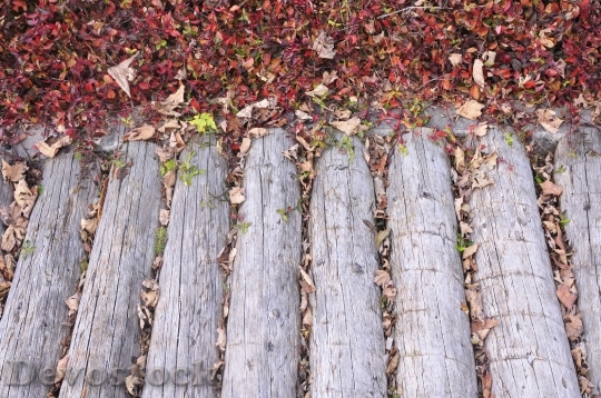 Devostock Wood Bridge Autumn Leaves