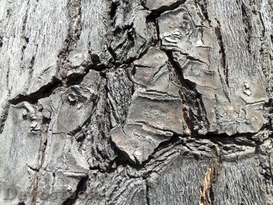 Devostock Wood Cracks Vegetation Tree