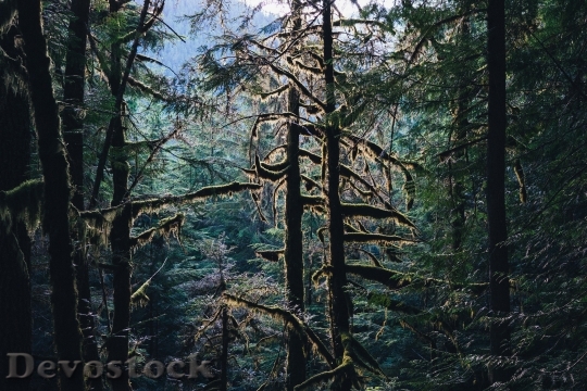 Devostock Woods Forest Landscape Nature