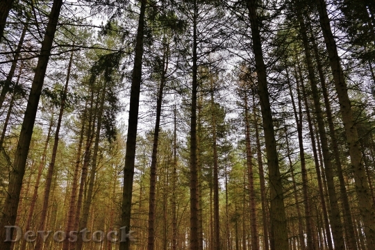 Devostock Woods Forest Nature Landscape 0