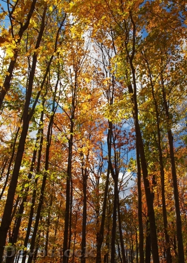Devostock Woods Trees Leaves Sun