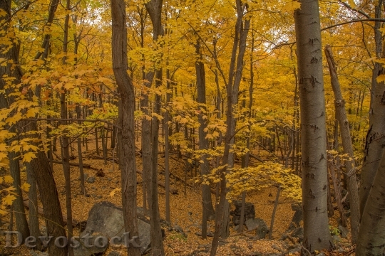 Devostock Woods Trees Yellow Forest