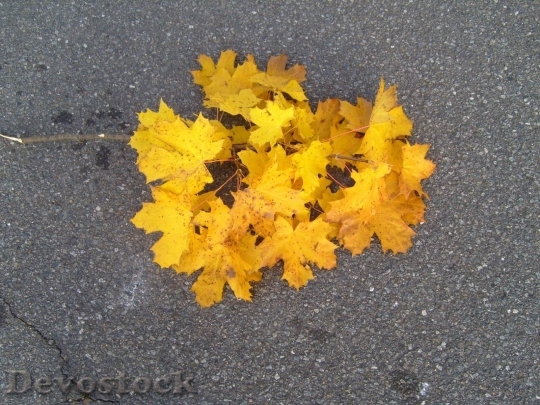 Devostock Yellow Autumn Leaves Branch