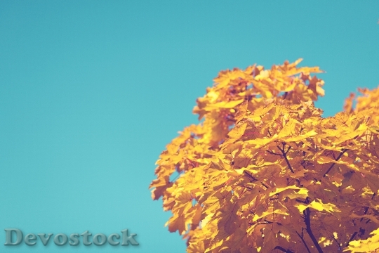 Devostock Yellow Autumn Tree Leaves