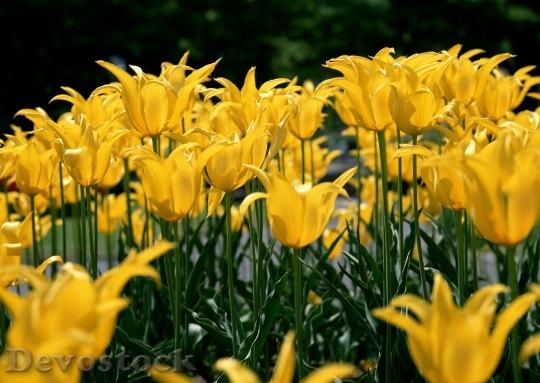 Devostock Yellow Colorful Tulips Tulips