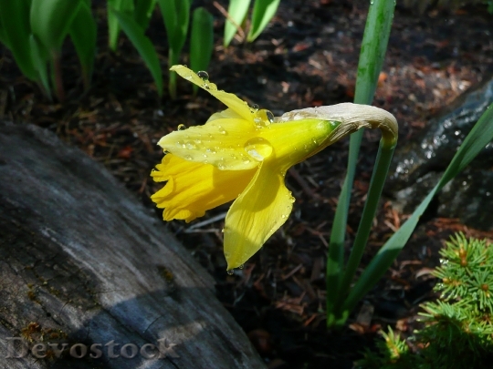 Devostock Yellow Daffodil Narcissus Jonquil 0