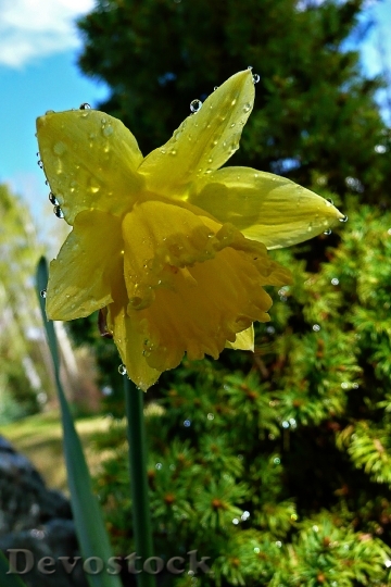 Devostock Yellow Daffodil Narcissus Jonquil