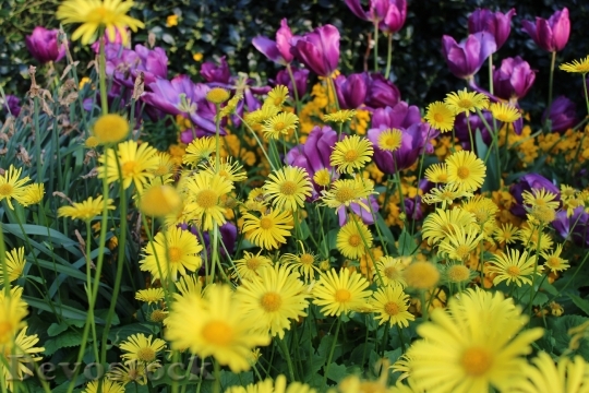 Devostock Yellow Daisy Purple Tulips