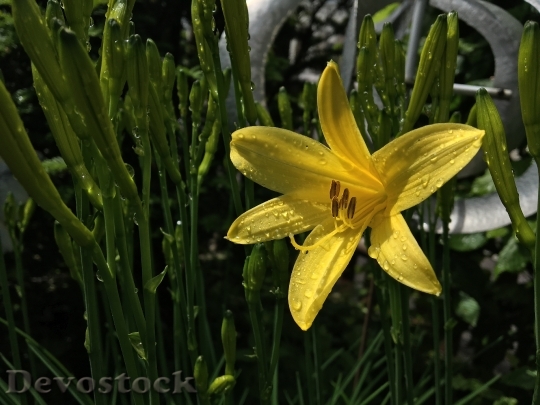 Devostock Yellow Daylily Blossom Bloom