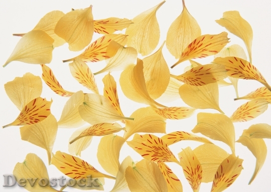 Devostock Yellow Flower Petals