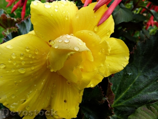 Devostock Yellow Flower Rain Drops