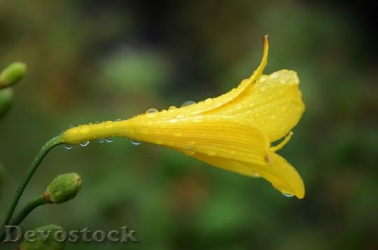 Devostock Yellow Flower Water Drop