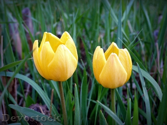Devostock Yellow Flower Yellow Tulip