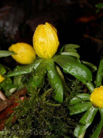 Devostock Yellow Green Flower Plant 0