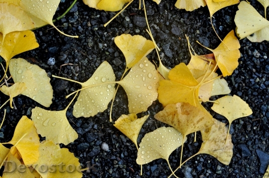 Devostock Yellow Ground Autumn Fall