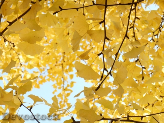 Devostock Yellow Leaves Autumn Gingko