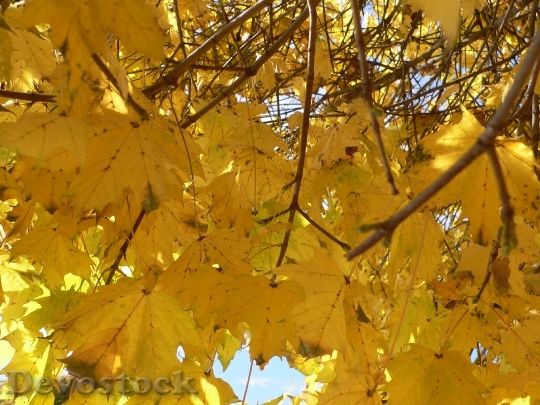 Devostock Yellow Leaves Nature Autumn