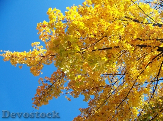 Devostock Yellow Maple Tree Leaves 1