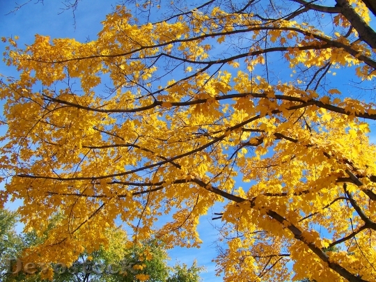 Devostock Yellow Maple Tree Leaves 2