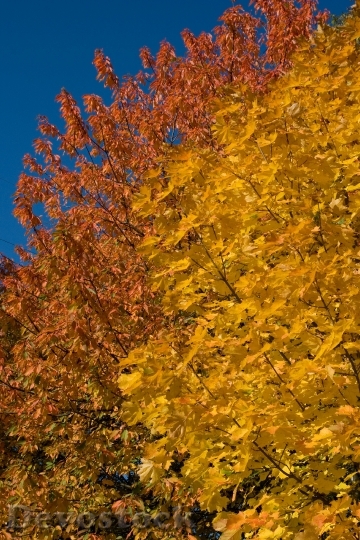 Devostock Yellow Orange Season Autumn