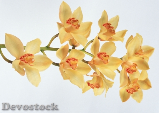 Devostock Yellow Orchid