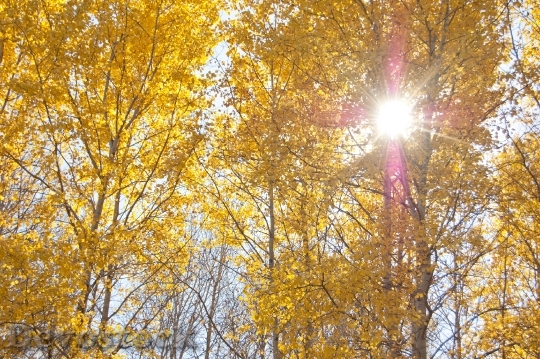 Devostock Yellow Trees Autumn 730194