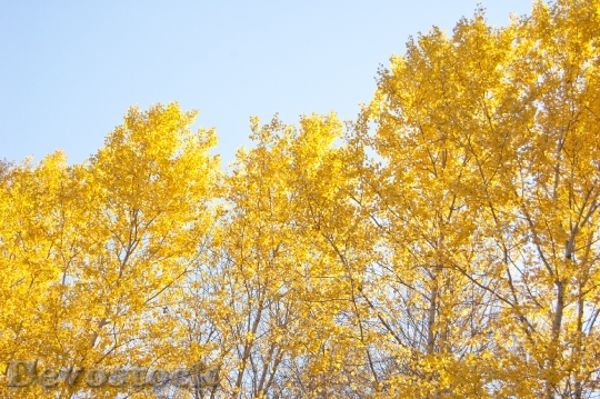 Devostock Yellow Trees Yellow Autumn 0