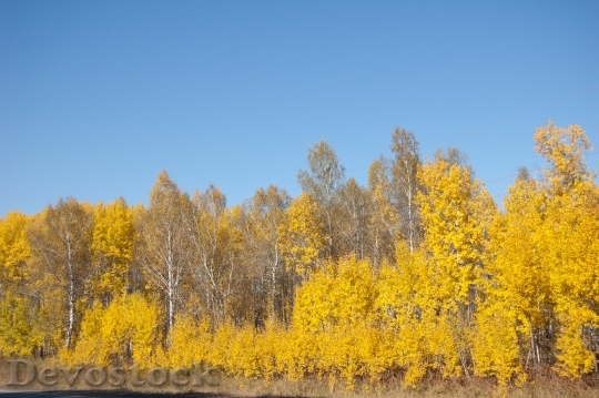 Devostock Yellow Trees Yellow Autumn